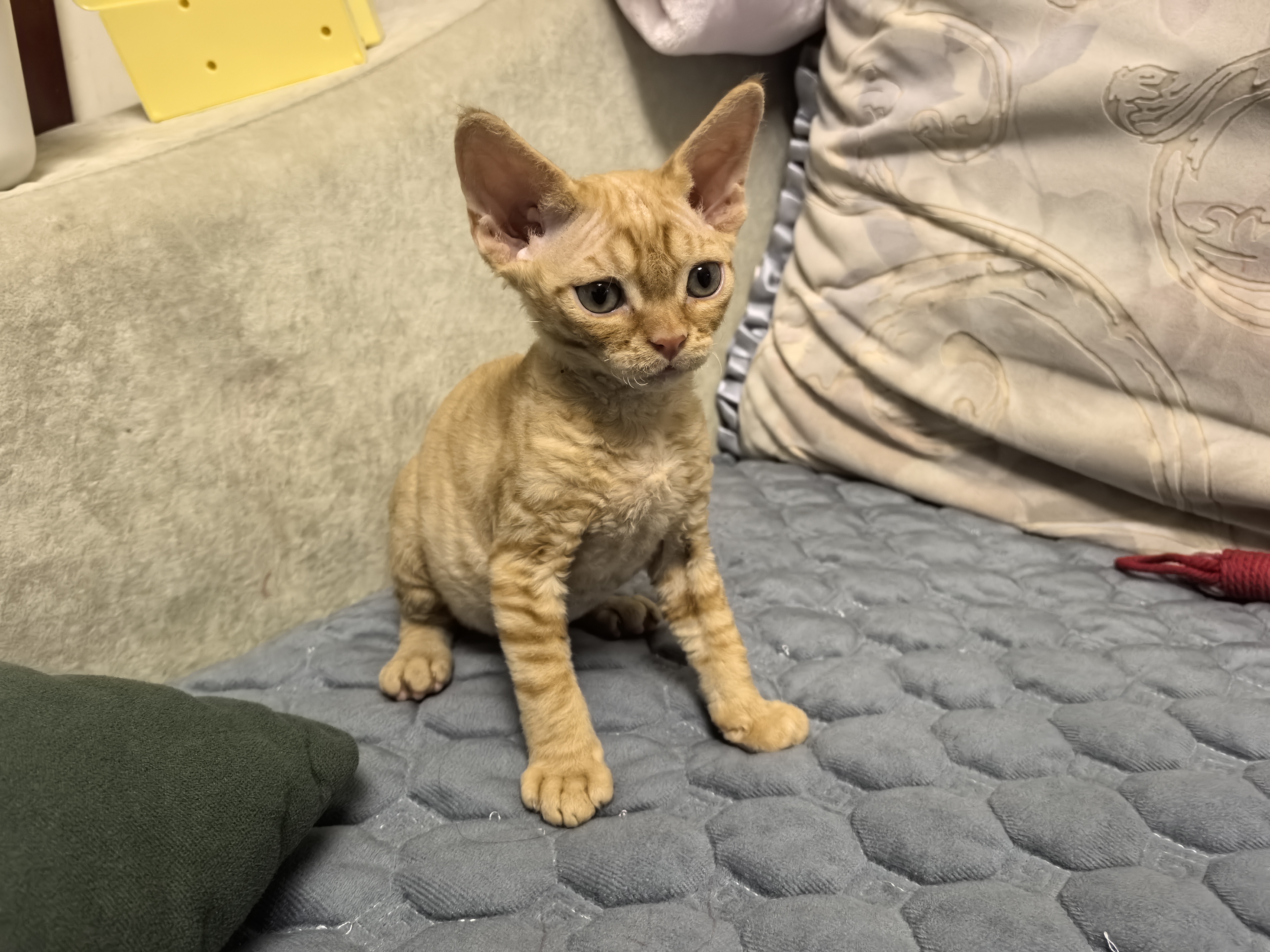 德文卷毛猫